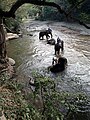 Bathing elephants in the Taeng River, a Ping tributary