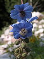 Stachliger Scheinmohn (Meconopsis horridula Hook. f. & Thomson): Sie ist im Himalaya verbreitet.