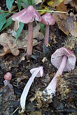 Lilla mütsik (Mycena pura)