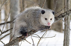 Oposumas (Didelphis virginiana)