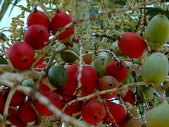 Parepou fruit-couleur.jpg