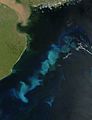 Viani aina ya fitoplanktoni vikiota kama maua katika Atlantiki ya Kusini mbele ya Argentina