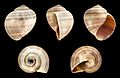 * Nomination Shell of an Apple Snail, Pila ampullacea --Llez 15:35, 29 July 2017 (UTC) * Promotion  Support Good quality.--Famberhorst 16:42, 29 July 2017 (UTC)