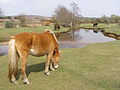 New Forest pony