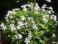 Lobelia pedunculata