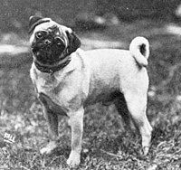 Cão pug de 1915