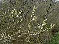 Salix sitchensis