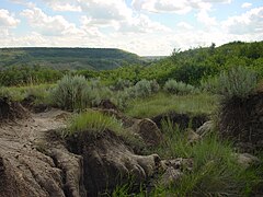 Silver sagebrush (Artemisia cana) - panoramio.jpg