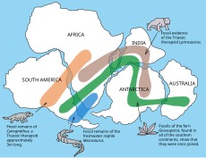 Map showing where in the world fossils of this animal were found. It indicates that the animal's range extended to South Africa, India, and Antarctica. Other animals include a land reptile, swimming reptile, and a plant, and show that the continents were all joined together once.