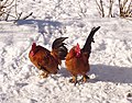 Two Roosters in the snow