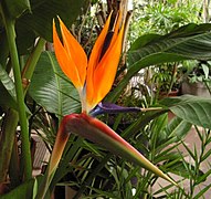 Strelitzia reginae