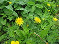 Taraxacum venustum (Taraxacum yatsugatakense)