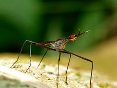 Telostylinus lineolatus