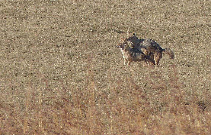 Golden jackals mating in Pench National Park