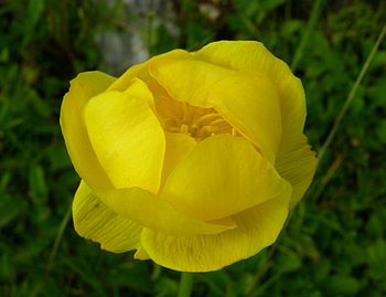 Trollius europaeus Krvavec