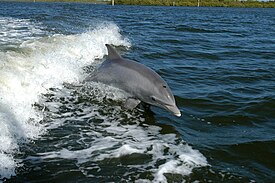 Pullokuonodelfiini (Tursiops truncatus)