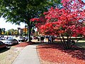 A scenic campus corridor