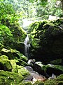 Park Nazzjonali ta' Ivindo (Parc National de Ivindo)