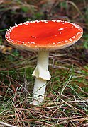 Amanita muscaria After Rain