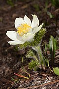 Anemone occidentalis