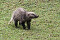 Arctonyx collaris, hog badger - Huai Kha Khaeng Wildlife Sanctuary