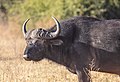 * Nomination African buffalo (Syncerus caffer caffer), Chobe National Park, Botswana --Poco a poco 10:43, 21 November 2018 (UTC) * Promotion Good quality. --Dirtsc 15:49, 22 November 2018 (UTC)