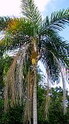 Bactris gasipaes Kunth - Flickr - Alex Popovkin, Bahia, Brazil (8).jpg