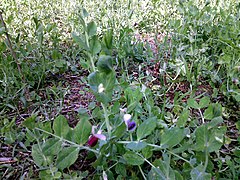 Beans tree.jpg