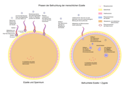 Befruchtung - Zygote.png