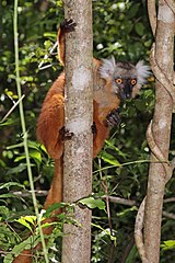 Female black lemur at Lokobe Strict Reserve, Nosy Be