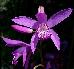 Ruožuotoji kryputė (Bletilla striata)