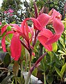 Canna 'Endeavour', Armstrong