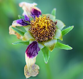 היווצרות זירעונים עם קמילת הפרח במין Coreopsis tinctoria.