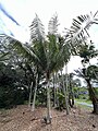 Dypsis lastelliana