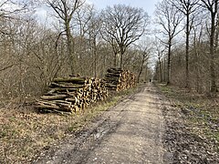 Forêt de Sénart