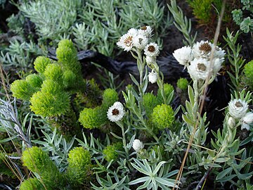 Typisk for Fynbos-biotopen er eviggrønne busker og dvergbusker med harde blad.