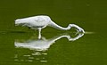 Image 95Great egret stabbing the water in Green-Wood Cemetery
