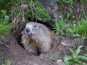 Marmota alpină (Marmota marmota)