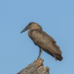 Hamerkop, by Charlesjsharp