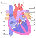 Biology - heart