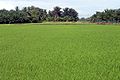 Sawah padi di Parit Jawa, Bagan Serai, Perak, Malaysia.