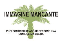 Immagine di Dypsis nossibensis mancante