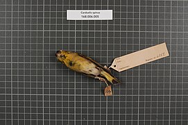 Naturalis Biodiversity Center - RMNH.AVES.6252 1 - Carduelis spinus (Linnaeus, 1758) - Fringillidae - bird skin specimen.jpeg