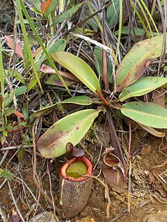 Nepenthes peltata