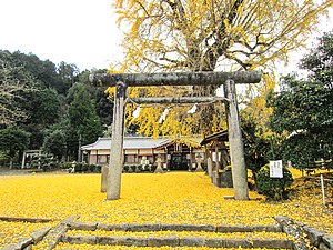 丹生酒殿神社 イチョウで黄色に染まる境内