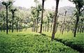 Tea gardens in Ooty