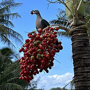 Pacific Imperial pigeon Ducula Pacifica.jpg