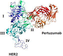 Pertuzumab