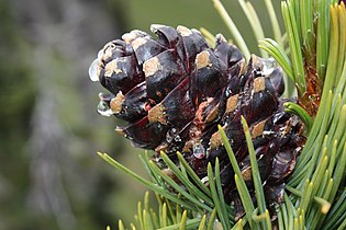 Pinus albicaulis