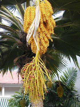 Pritchardia sp.